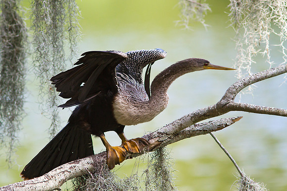 Anhinga