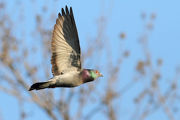 Pigeon