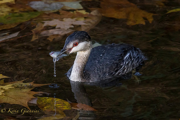 Horned Grebe - non-breeding plumage
