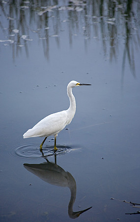 Egret behind Harrahs