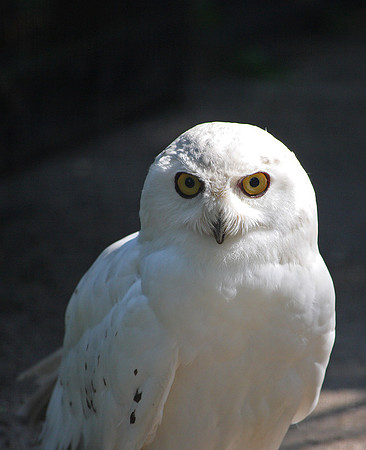 Snowy Owl