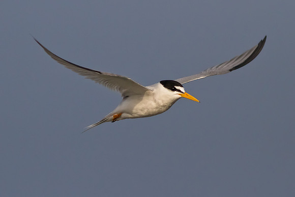 Least Tern in Flight