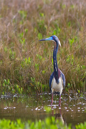 Tri-Colored Heron