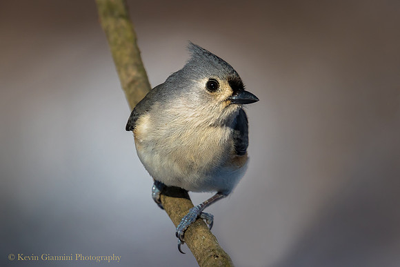 Tufted Titmouse