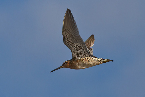 Sandpiper