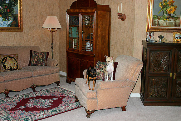 This is our den (with the babies on watch...)