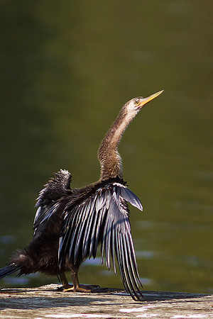 Anhinga in Wilmington, NC