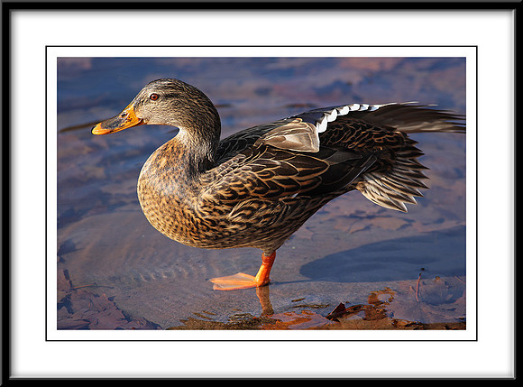 Duck on the Canal