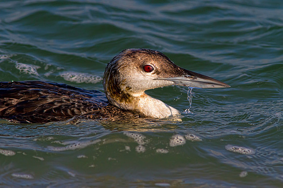 Grebe