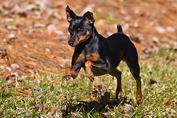 Our little Min Pin Miley