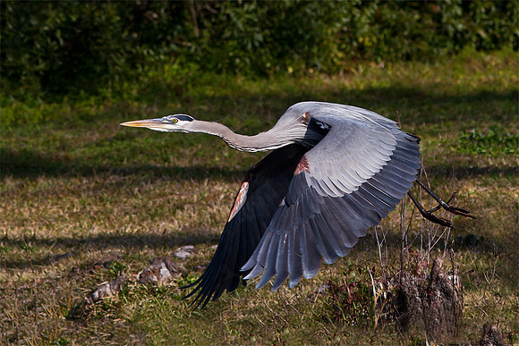 Great Blue Heron in-flight