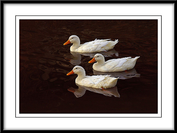 Ducks on the Canal