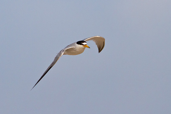 Least Tern