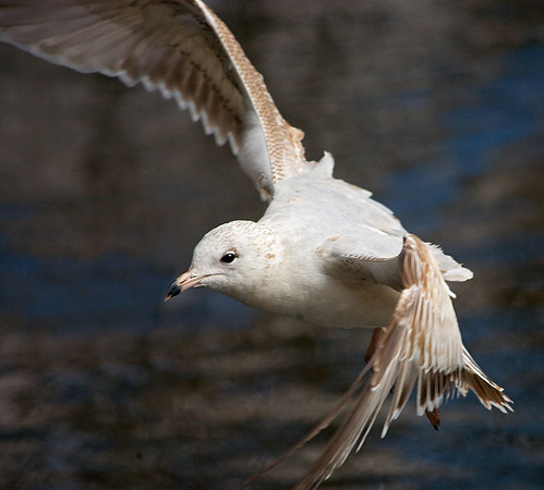 Flying Gull