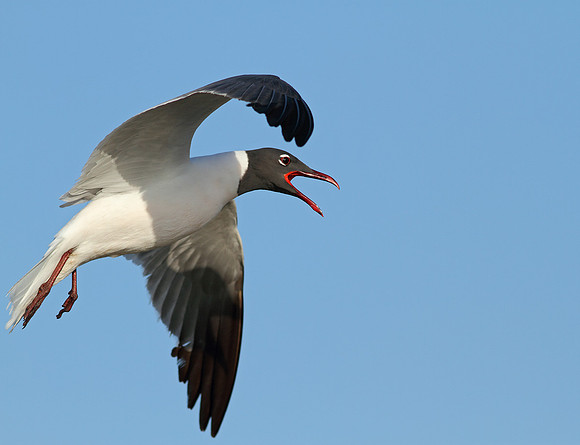 Laughing Gull