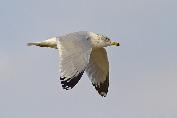 Flying Ring-billed Gull