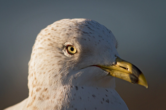 Gull portrait