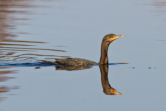 Cormorant on the Hunt