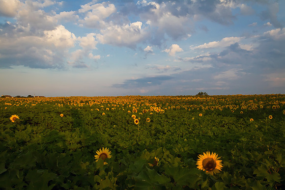 Sunflowers