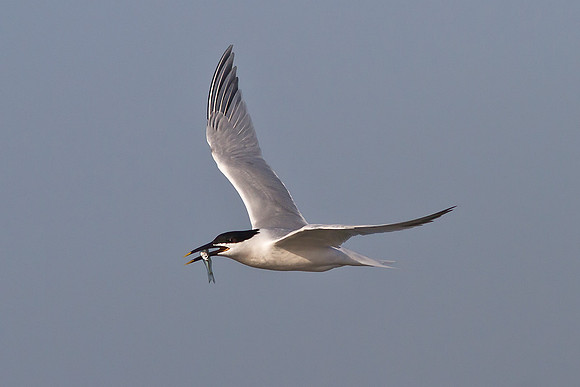 Sandwich Tern
