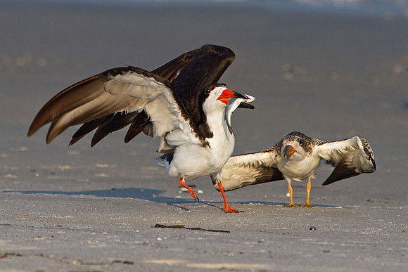 Black Skimmer feeding juvenile