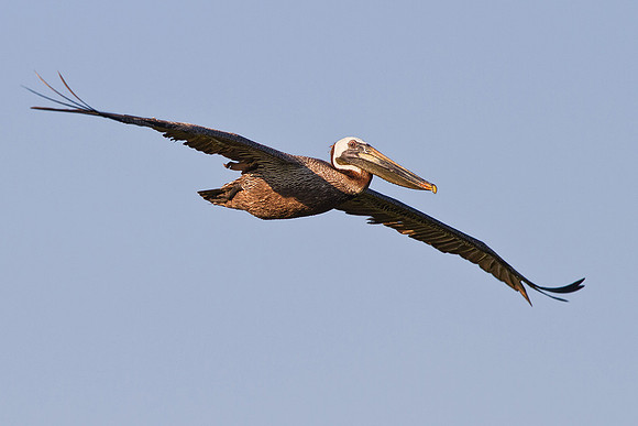 Brown Pelican