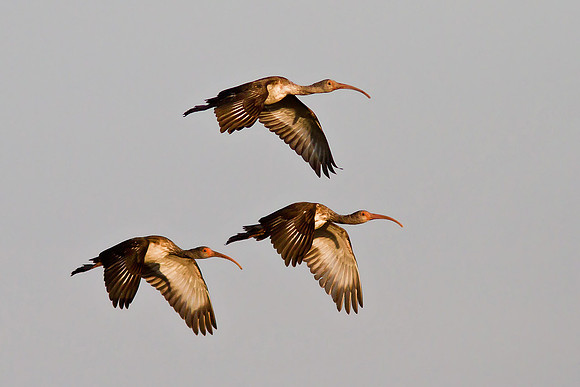 Flying Ibis