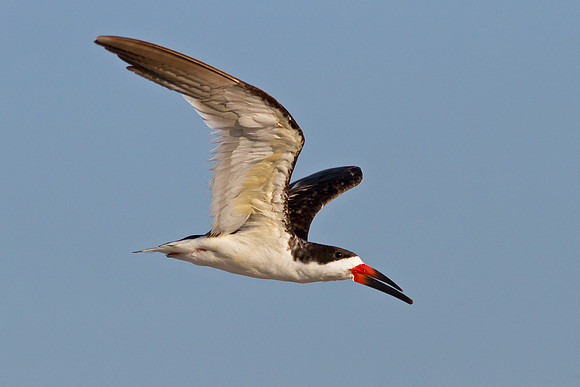 Black Skimmer