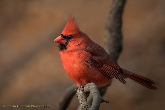 Northern Cardinal