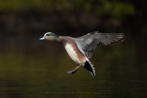 American Wigeon