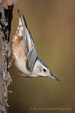 Nuthatch
