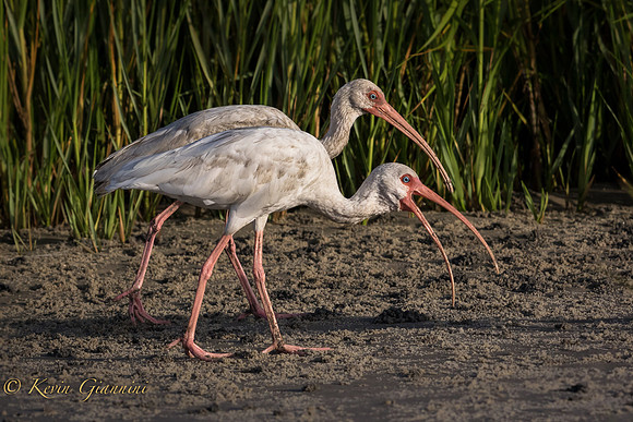 Ibis
