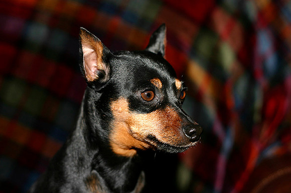 Maddy