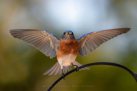 Male Bluebird