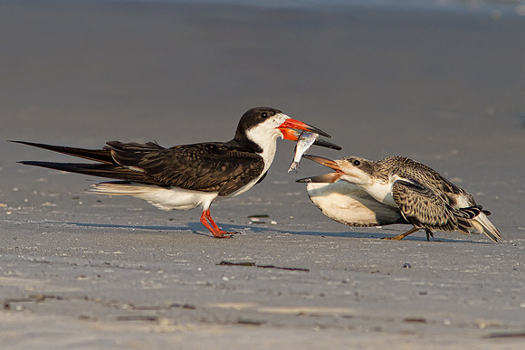 Black Skimmer and Juvenile