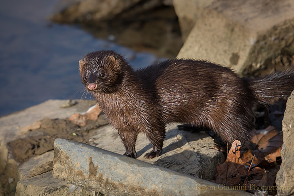 Mink