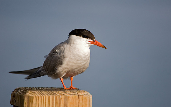 Tern