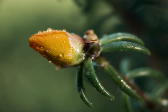 Portulaca