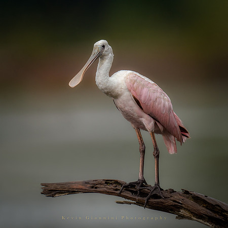 Roseate Spoonbill