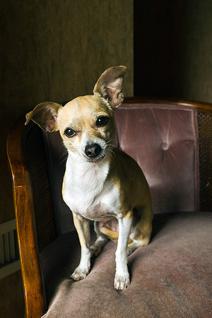Frida the Chihuahua