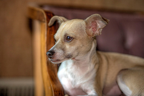 Frida