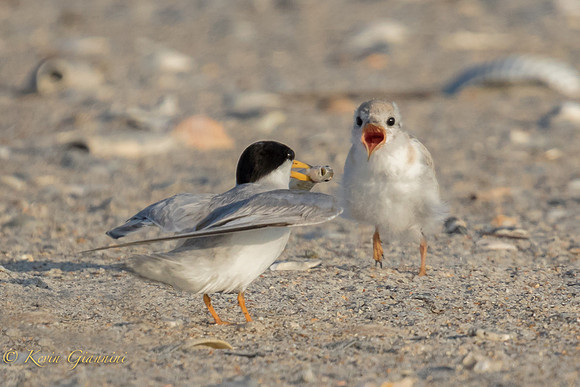 Adult and baby