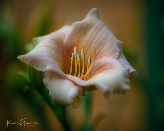 Macro Lily