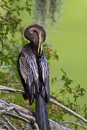 Anhinga