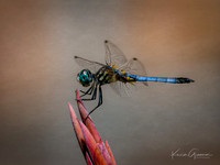 Blue Dasher