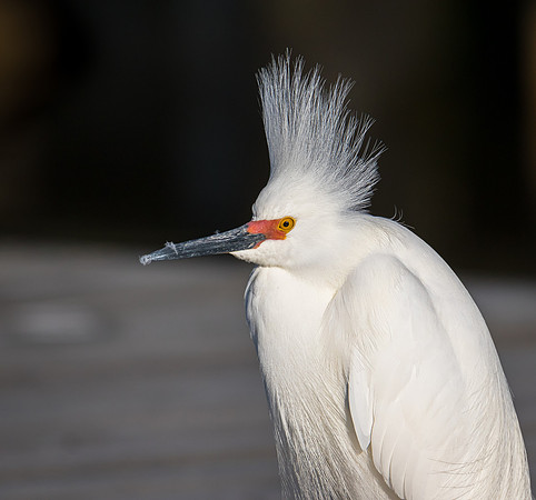 The Don King of the bird world