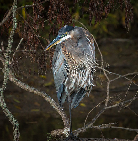 Great Blue Heron