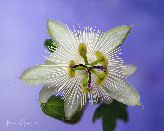 Passion Flower