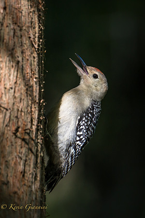 Downy Woodpecker
