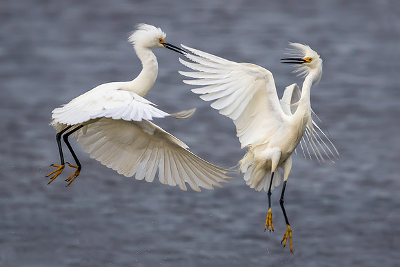 A pair of Snowy Egrets